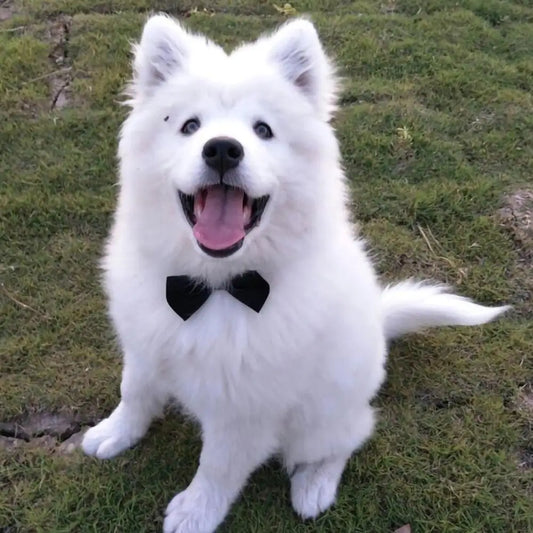 Adjustable Pet Ties and Bow Ties