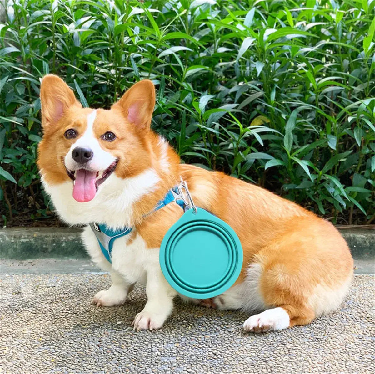 Collapsible Dog Bowl